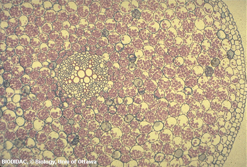 ranu001p.gif ranu001p.gif