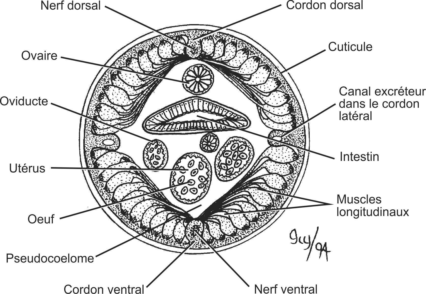 nema001b-FR.png