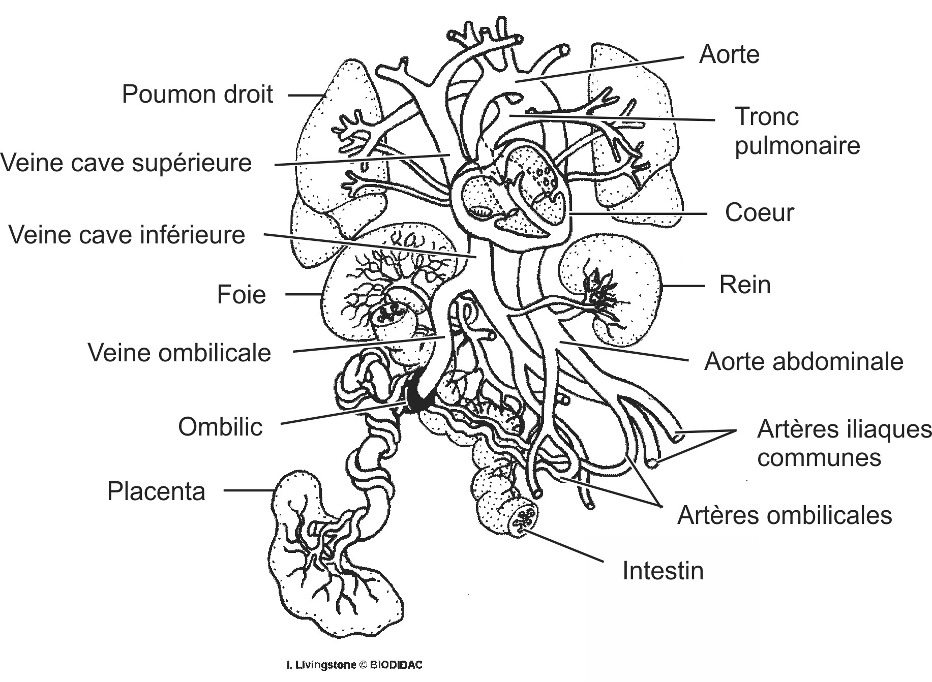 humn186b-FR.png