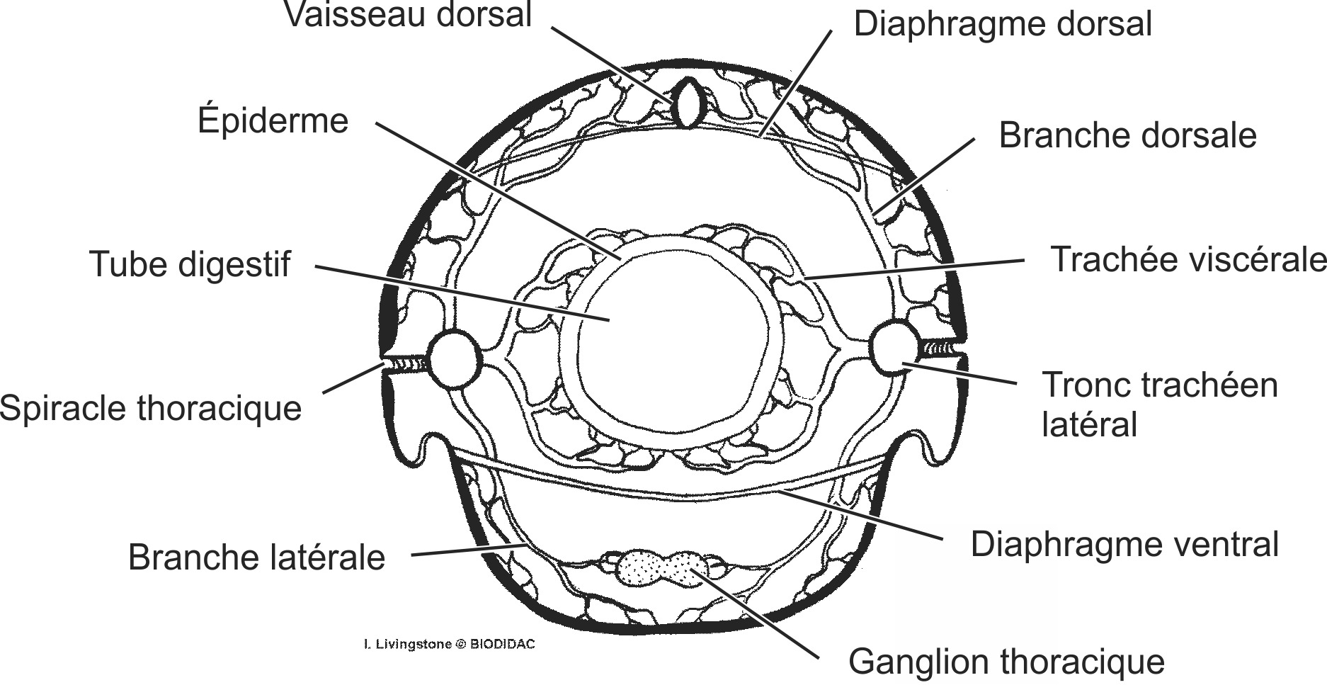 inse020b-FR.png inse020b-FR.png