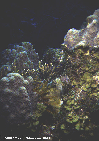 anth073p.gif anth073p.gif