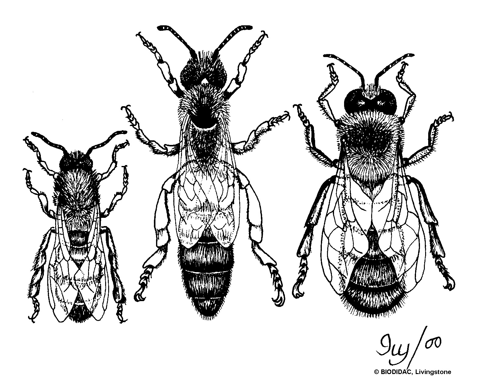 hyme005b.gif hyme005b.gif