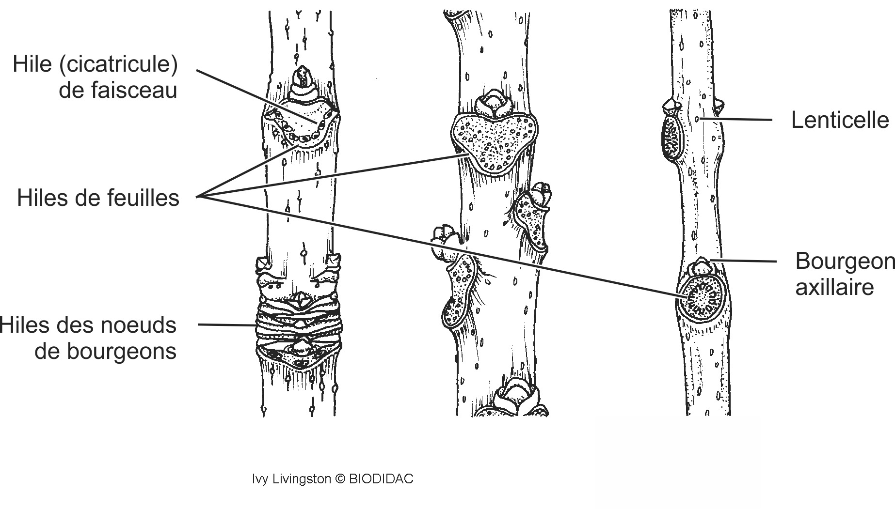 dico016b-FR.png dico016b-FR.png