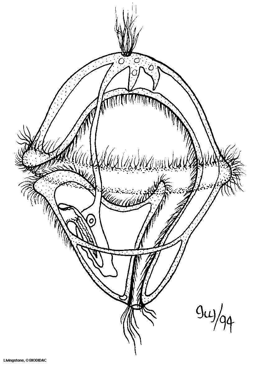 gene002b.gif gene002b.gif