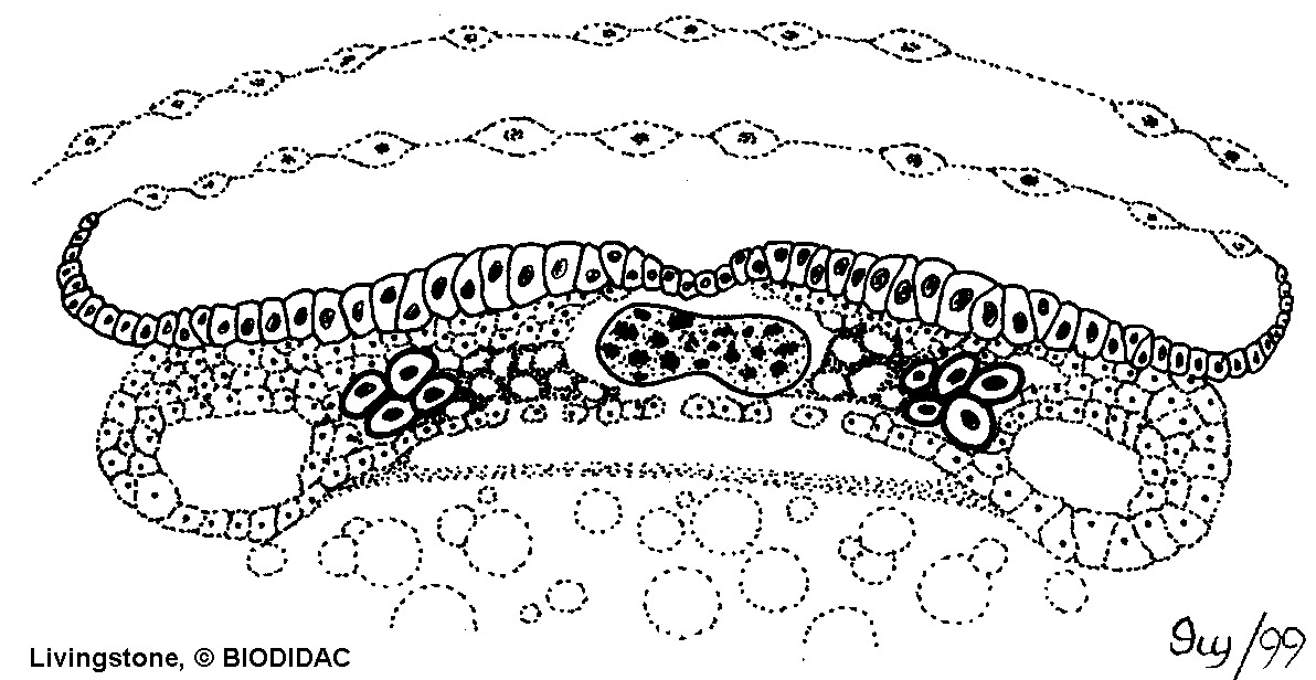 inse119b.gif inse119b.gif