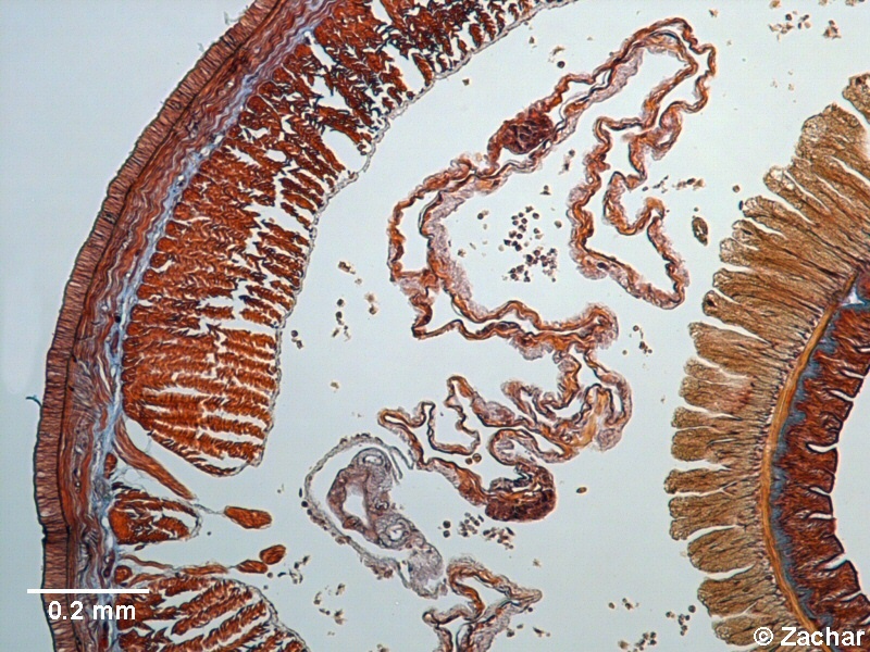 olig056p.jpg olig056p.jpg