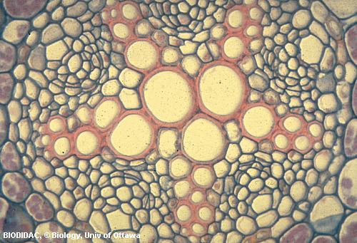 ranu002p.gif ranu002p.gif