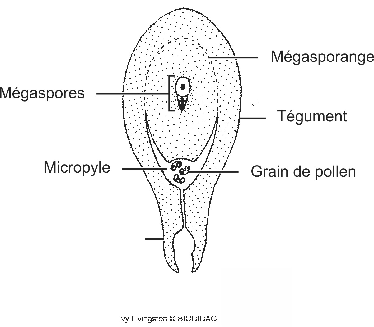 coni009b-FR.png