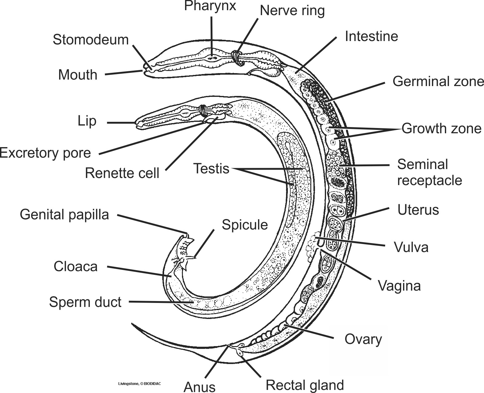 nema003b-EN.png nema003b-EN.png
