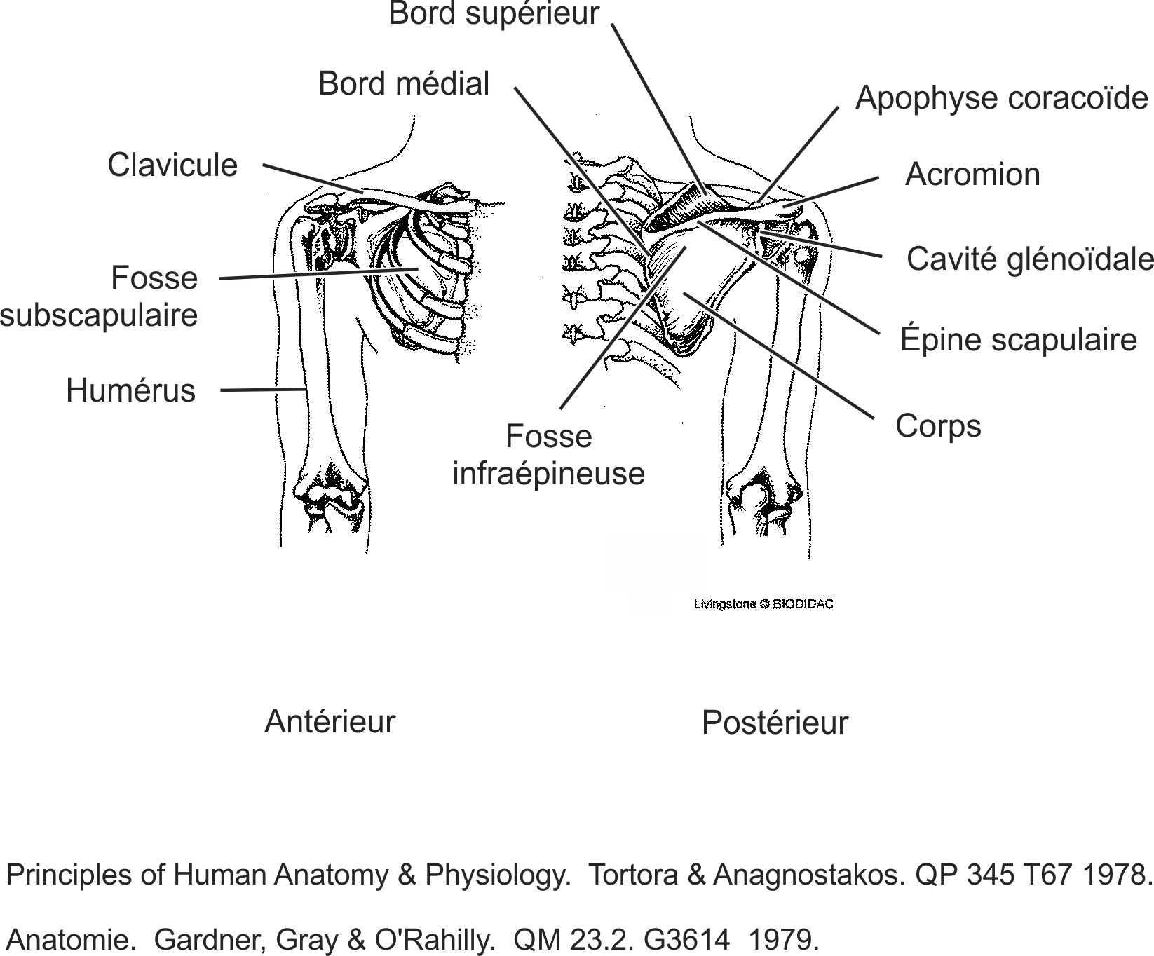 humn118b-FR.png