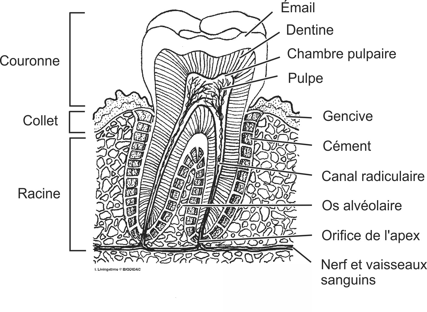 humn064b-FR.png