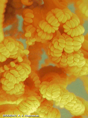 hydr081p.jpeg hydr081p.jpeg