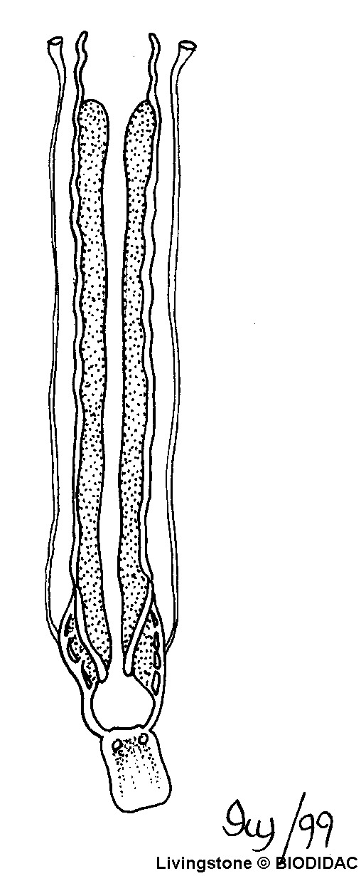 oste032b.gif oste032b.gif