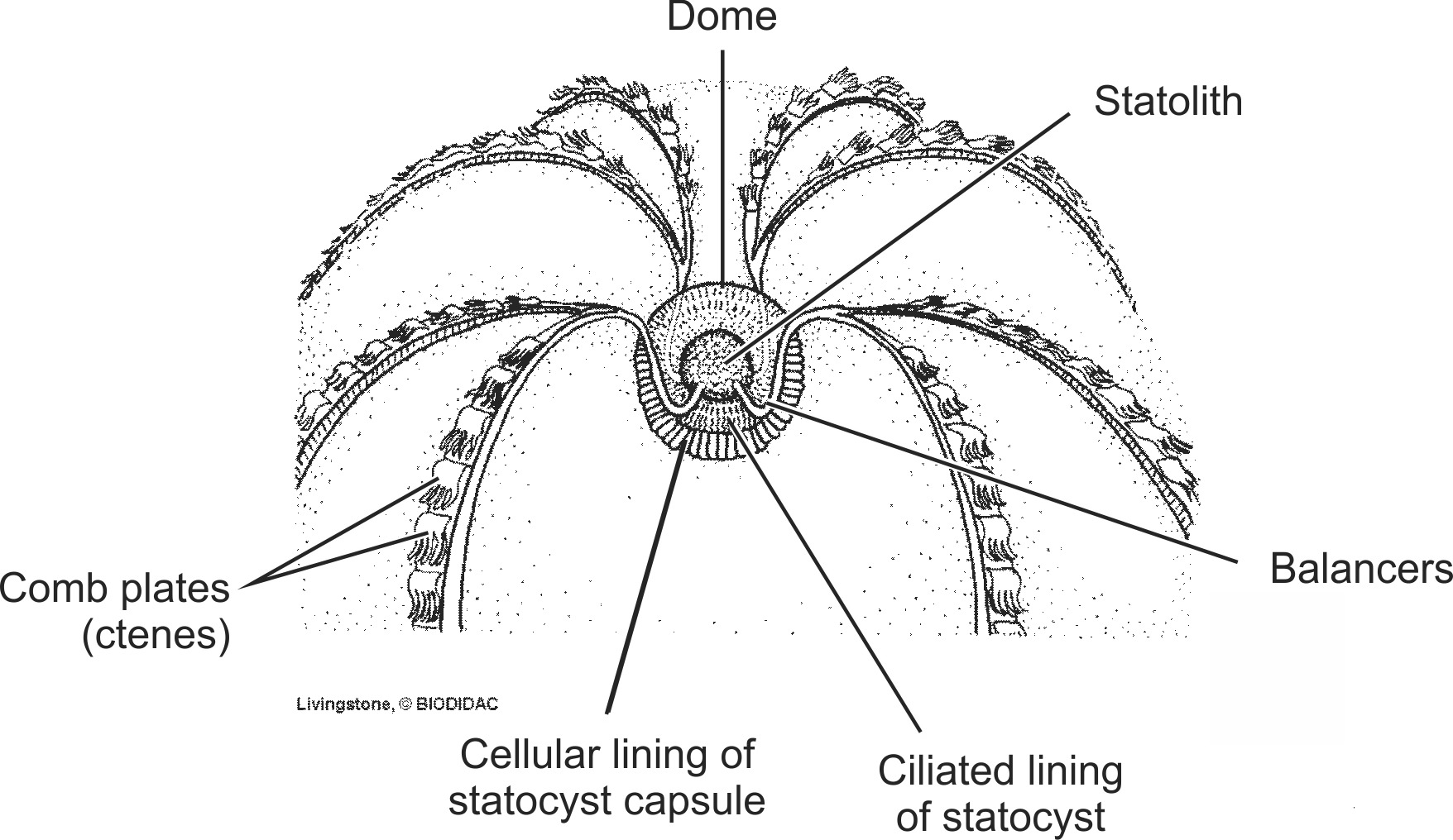 cten004b-EN.png cten004b-EN.png