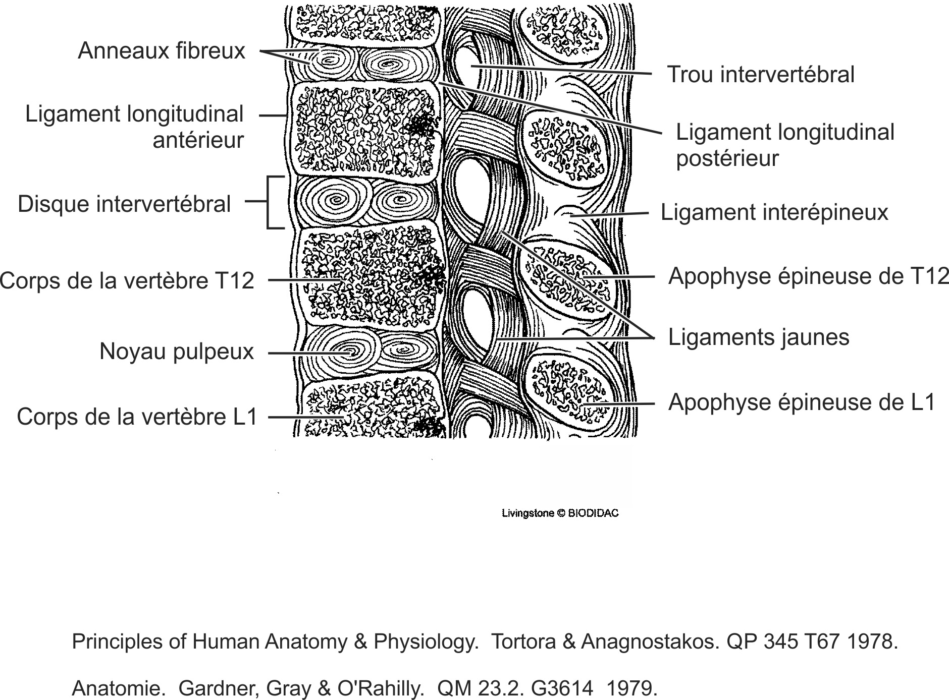 humn137b-FR.png