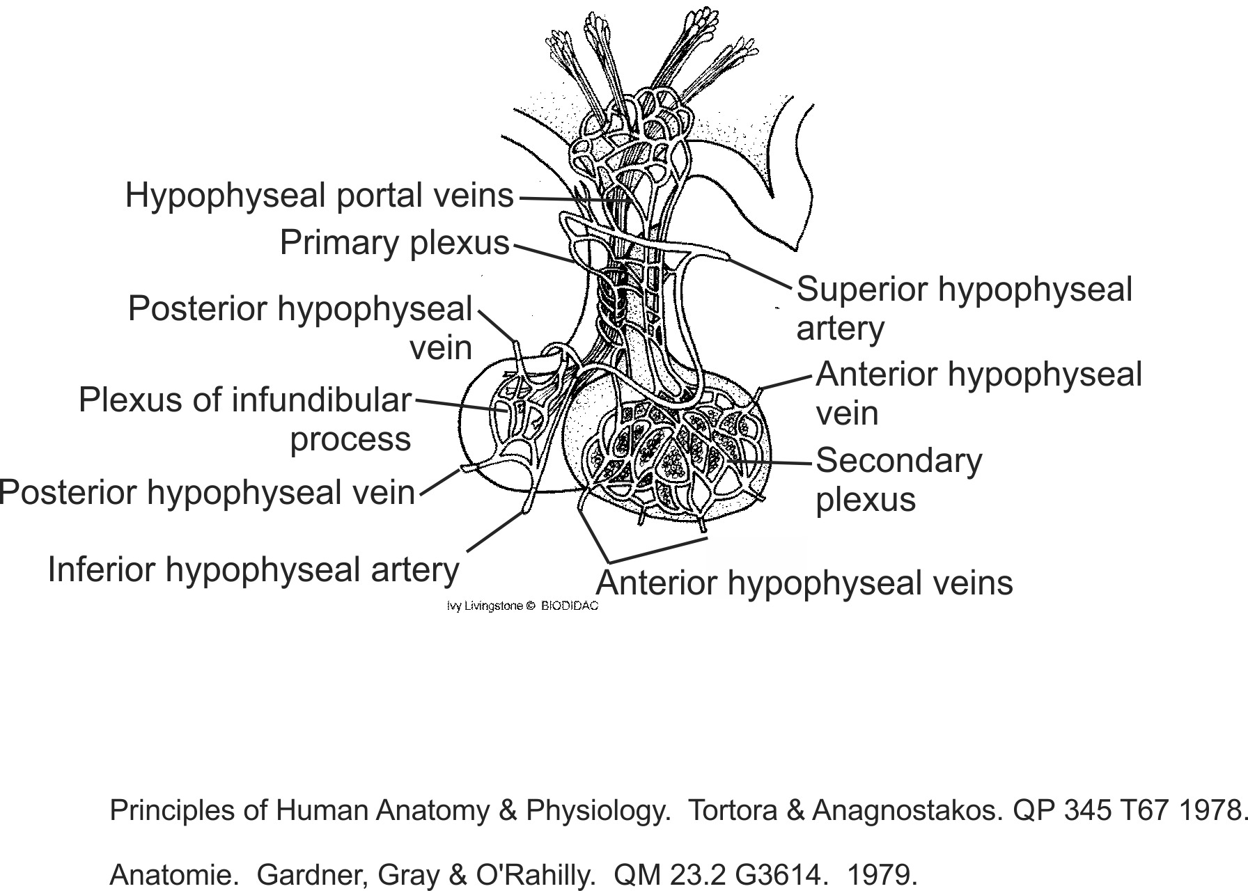 humn113b-EN.png