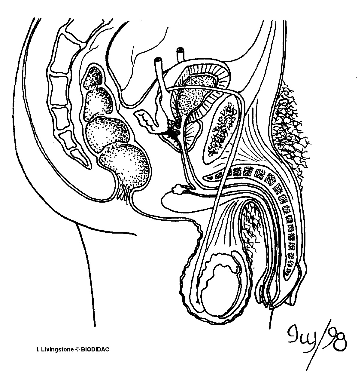 humn148b.gif