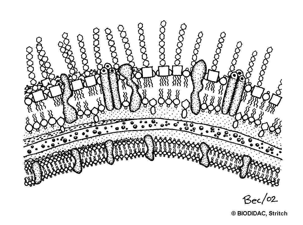 bact007b.gif