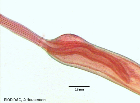 acan007p.gif