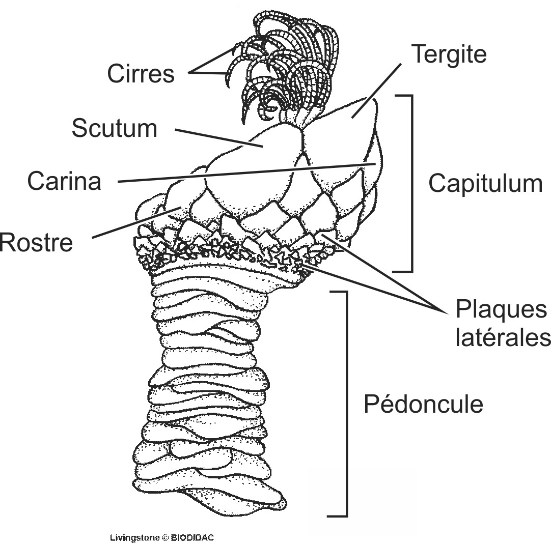 crus027b-FR.png crus027b-FR.png