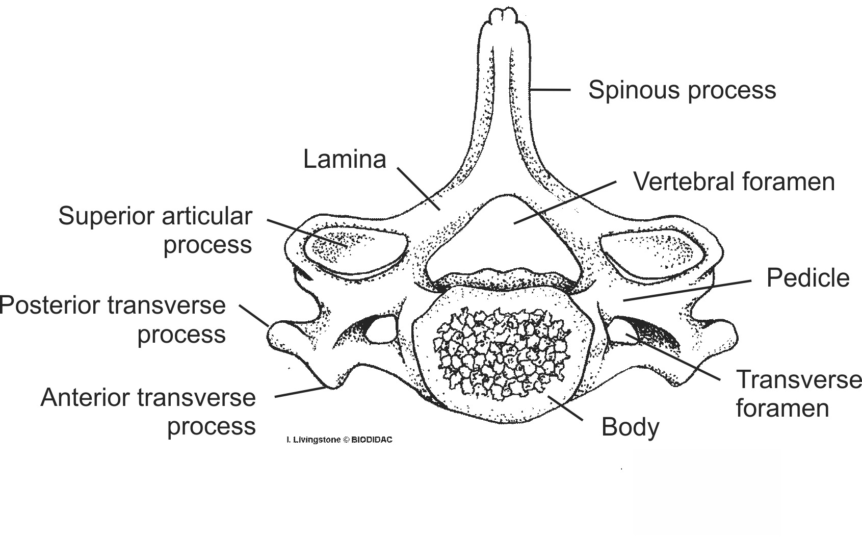 humn076b-EN.png