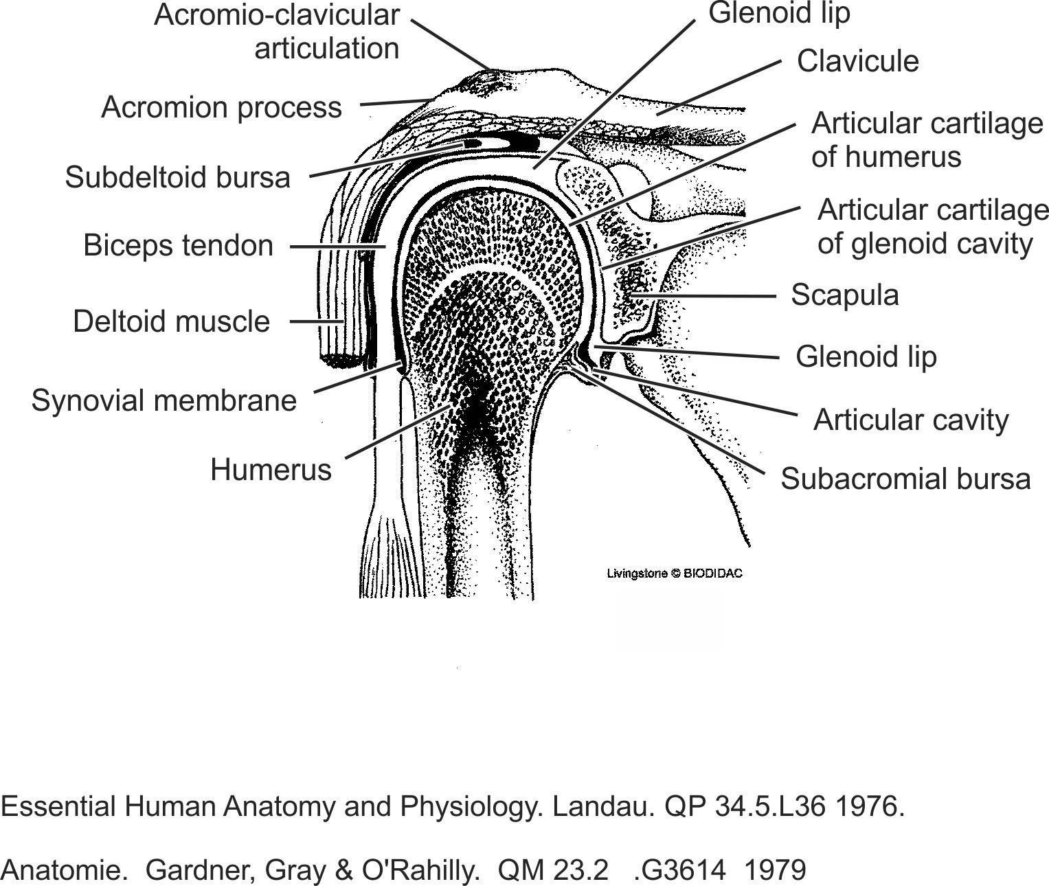 humn135b-EN.png