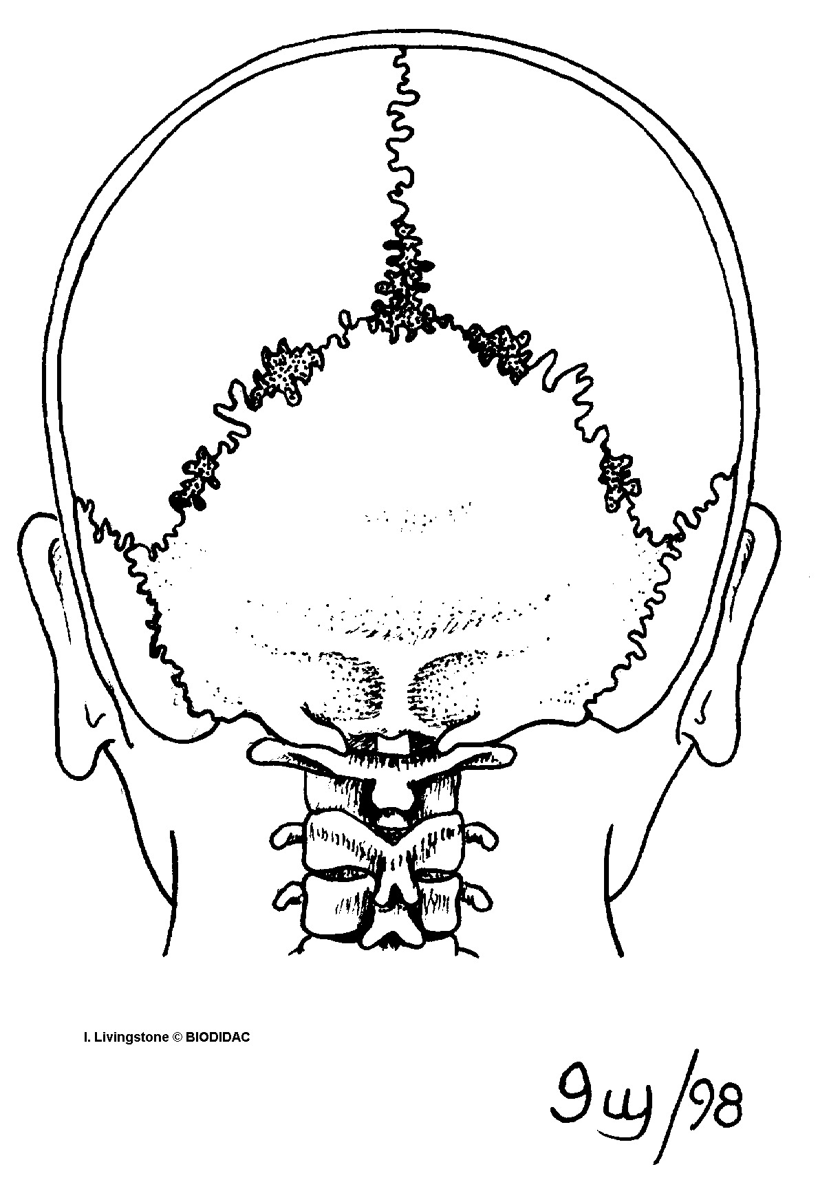 humn170b.gif