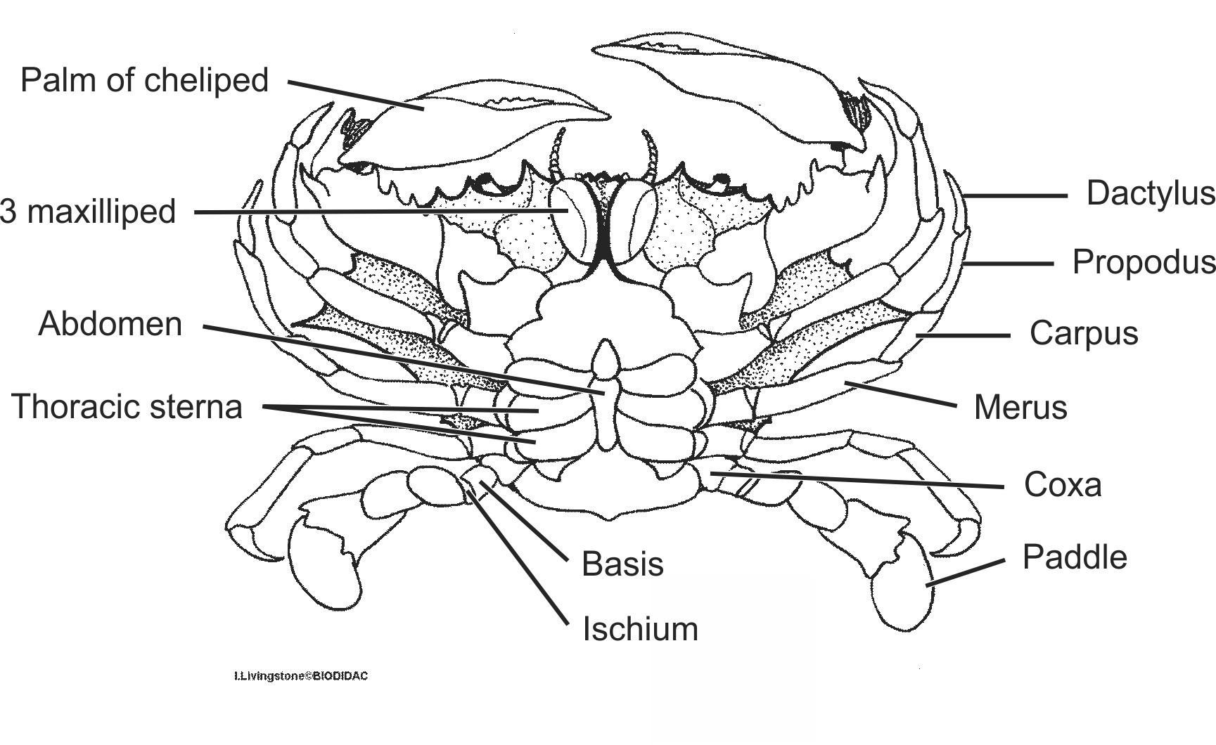 crus035b-EN.png