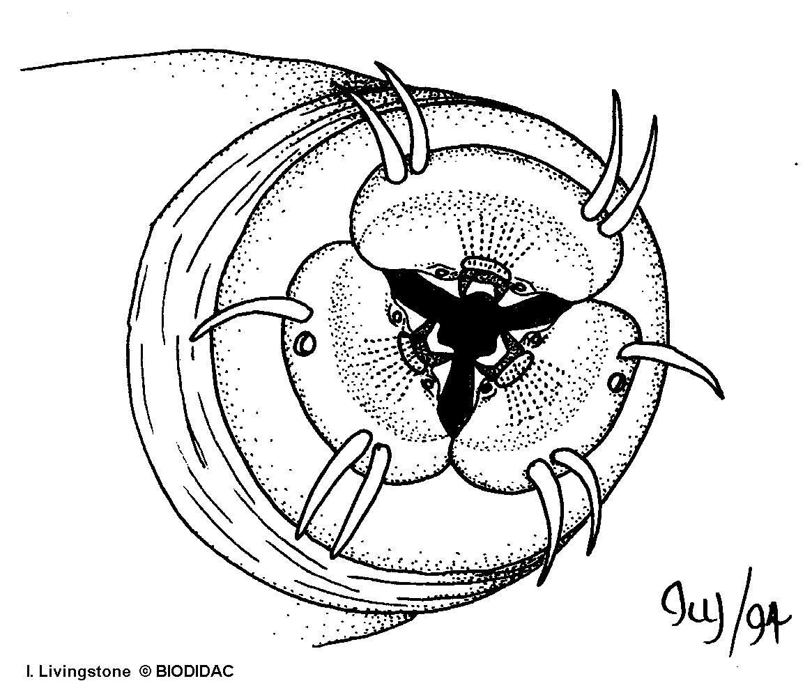 nema004b.gif nema004b.gif