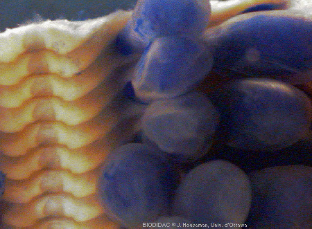 aste015p.gif aste015p.gif