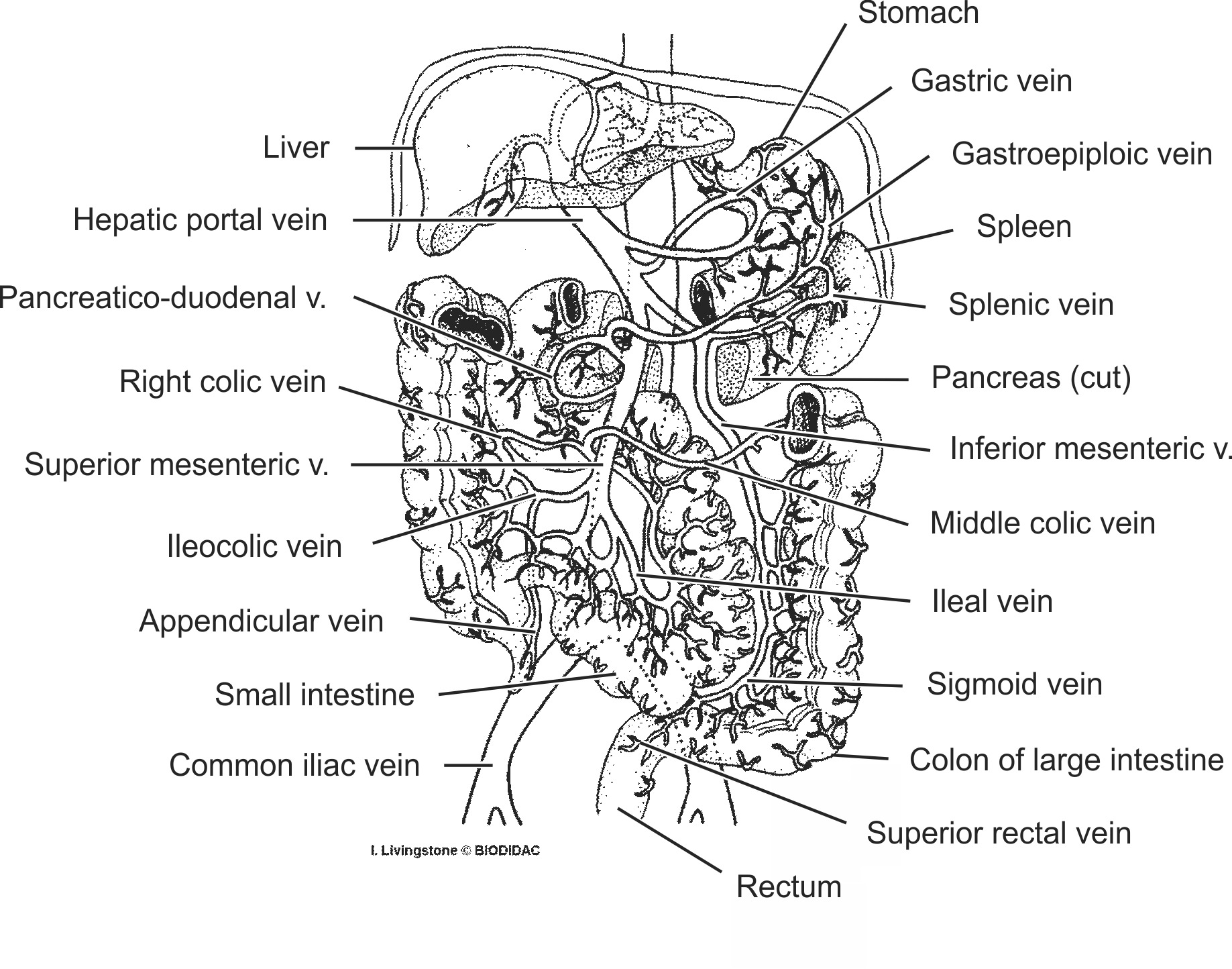 humn197b-EN.png