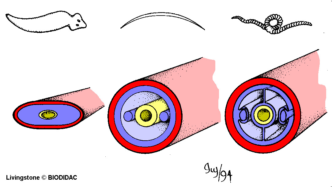 gene010c.gif