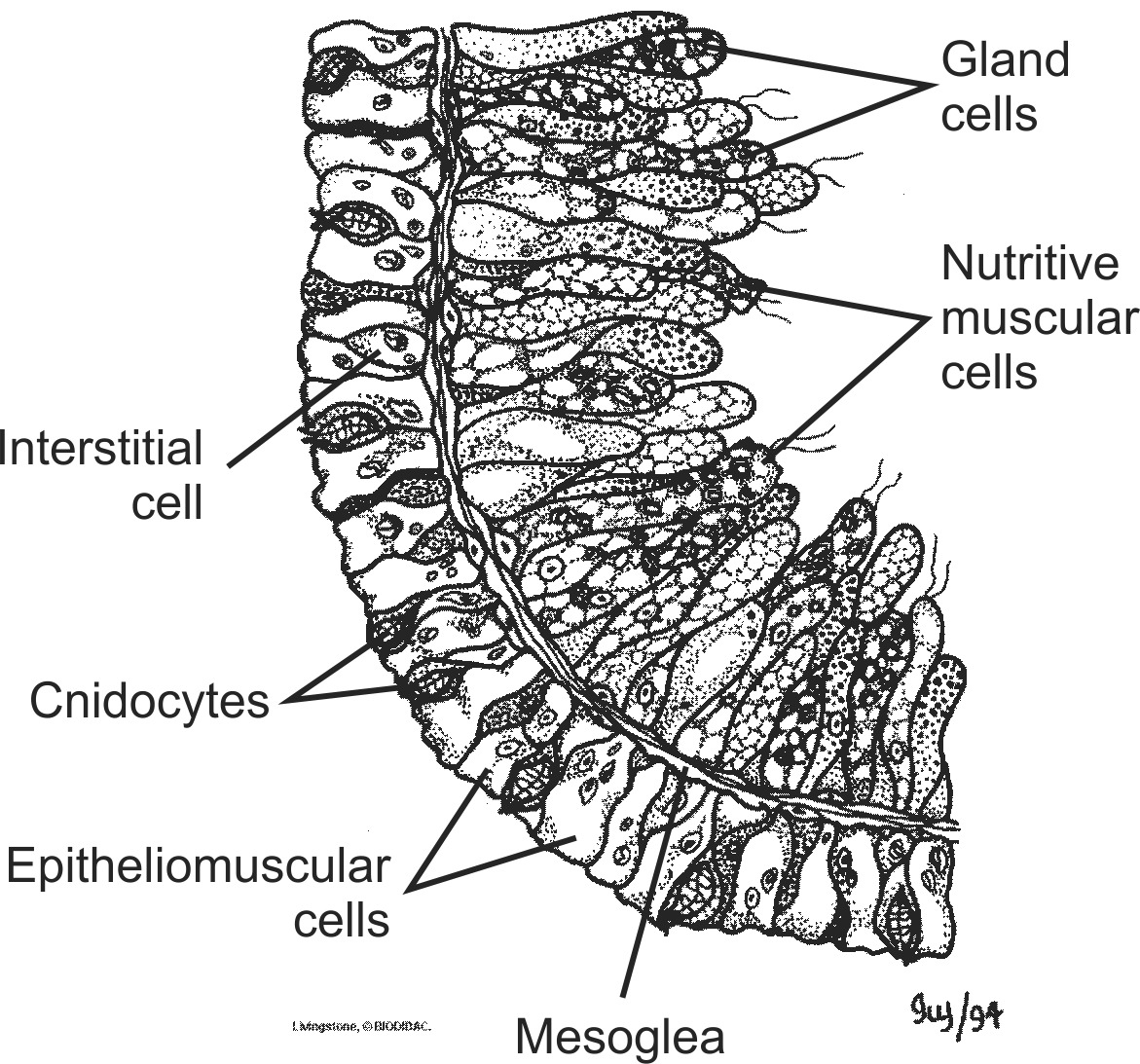 cnid005b-EN.png cnid005b-EN.png