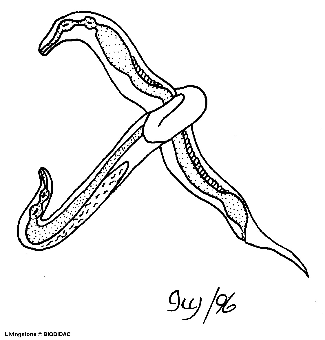 nema009b.gif nema009b.gif