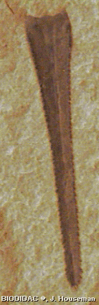 tril004p.jpeg tril004p.jpeg