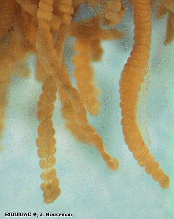 hydr076p.jpeg hydr076p.jpeg