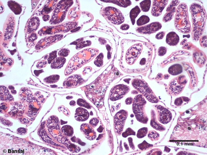 trem069p.jpg trem069p.jpg