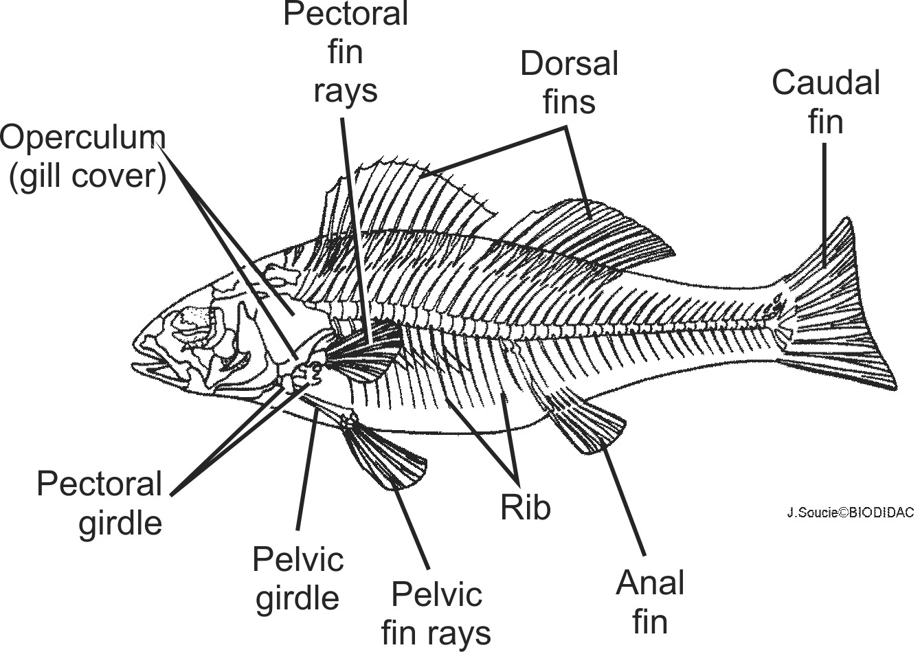 oste004b-EN.png oste004b-EN.png