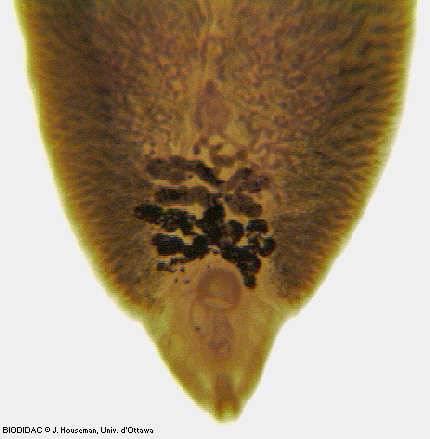 trem038p.jpeg trem038p.jpeg