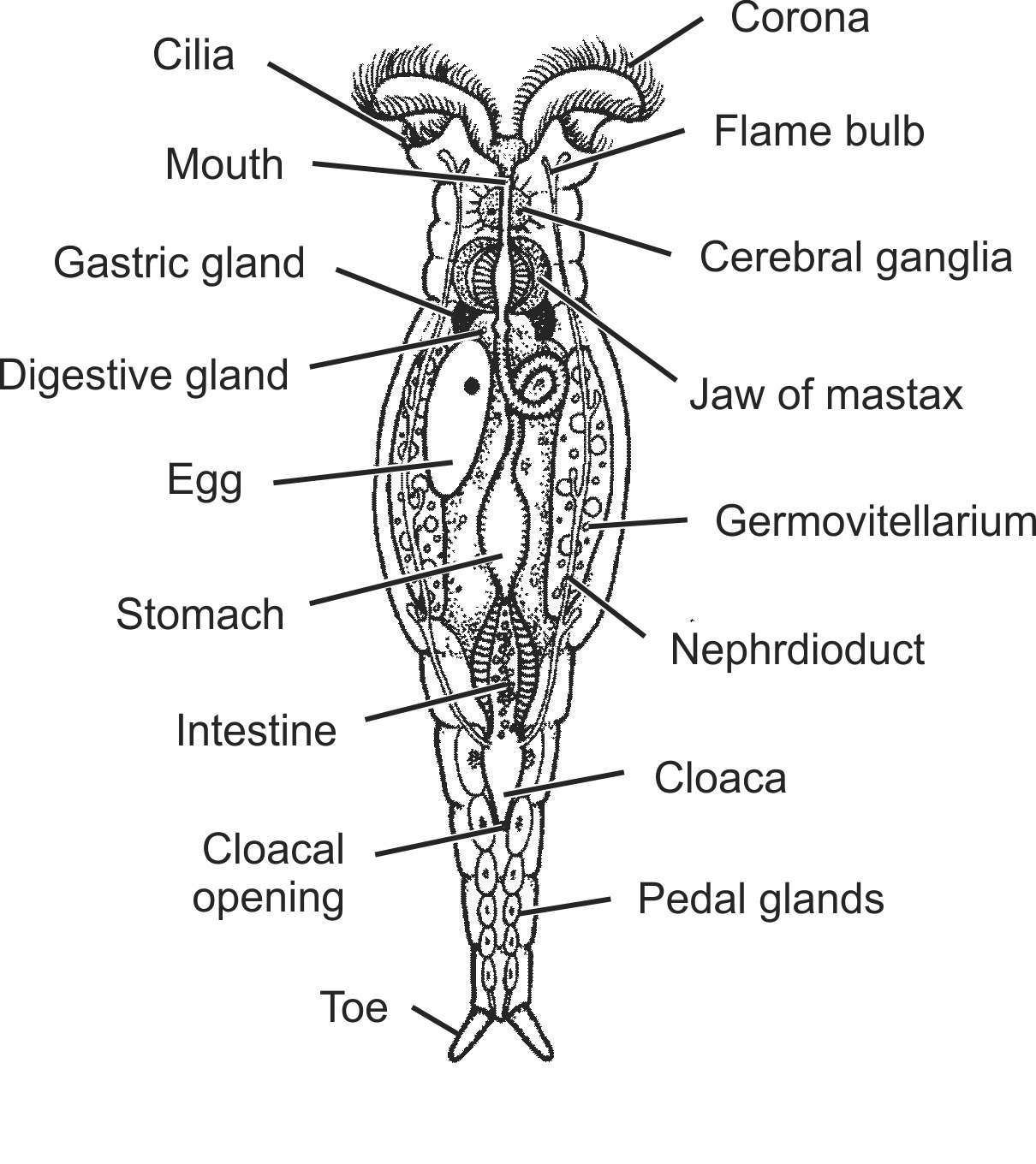 roti001b-EN.png roti001b-EN.png