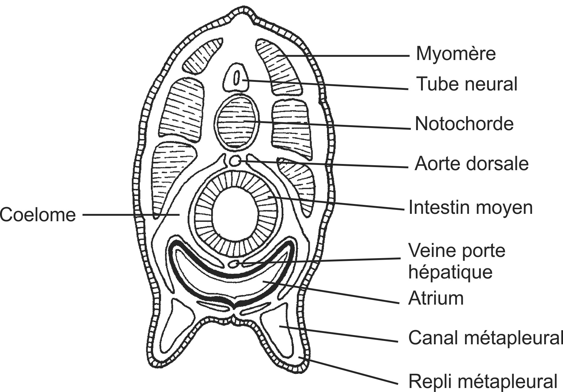 cepl005b-FR.png