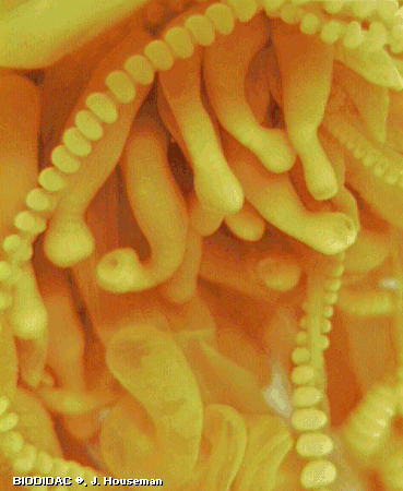 hydr080p.jpeg hydr080p.jpeg