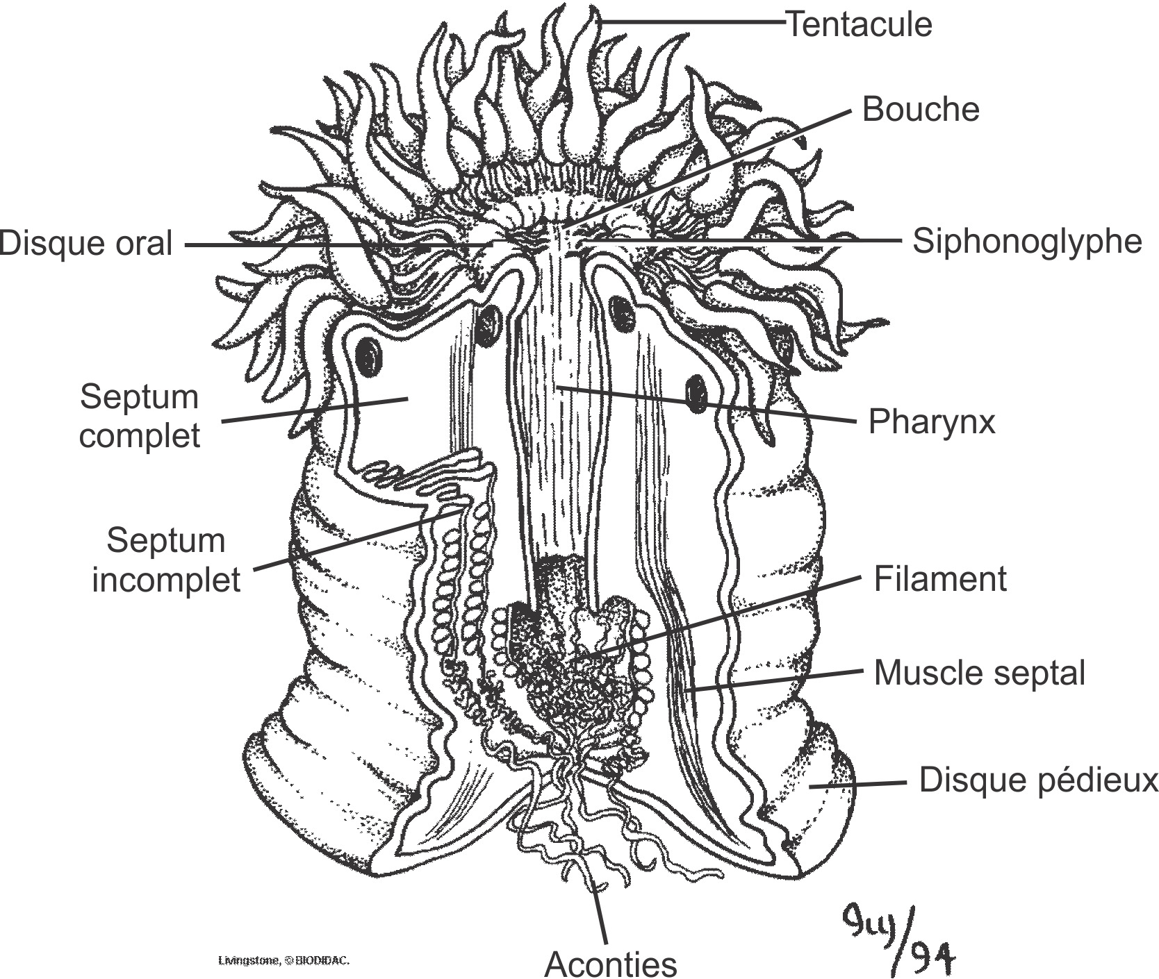 anth001b-FR.png