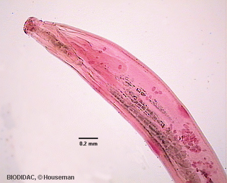 acan005p.gif