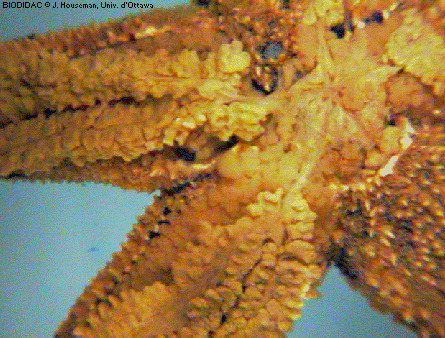 aste029p.gif aste029p.gif