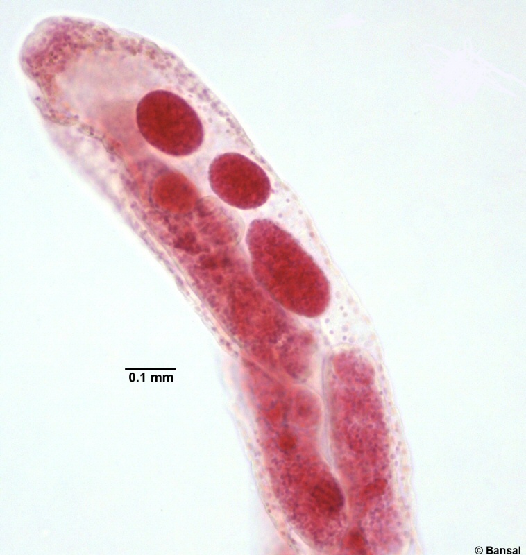 trem097p.jpg trem097p.jpg