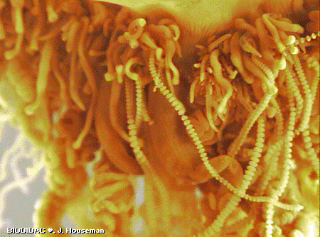 hydr078p.jpeg hydr078p.jpeg