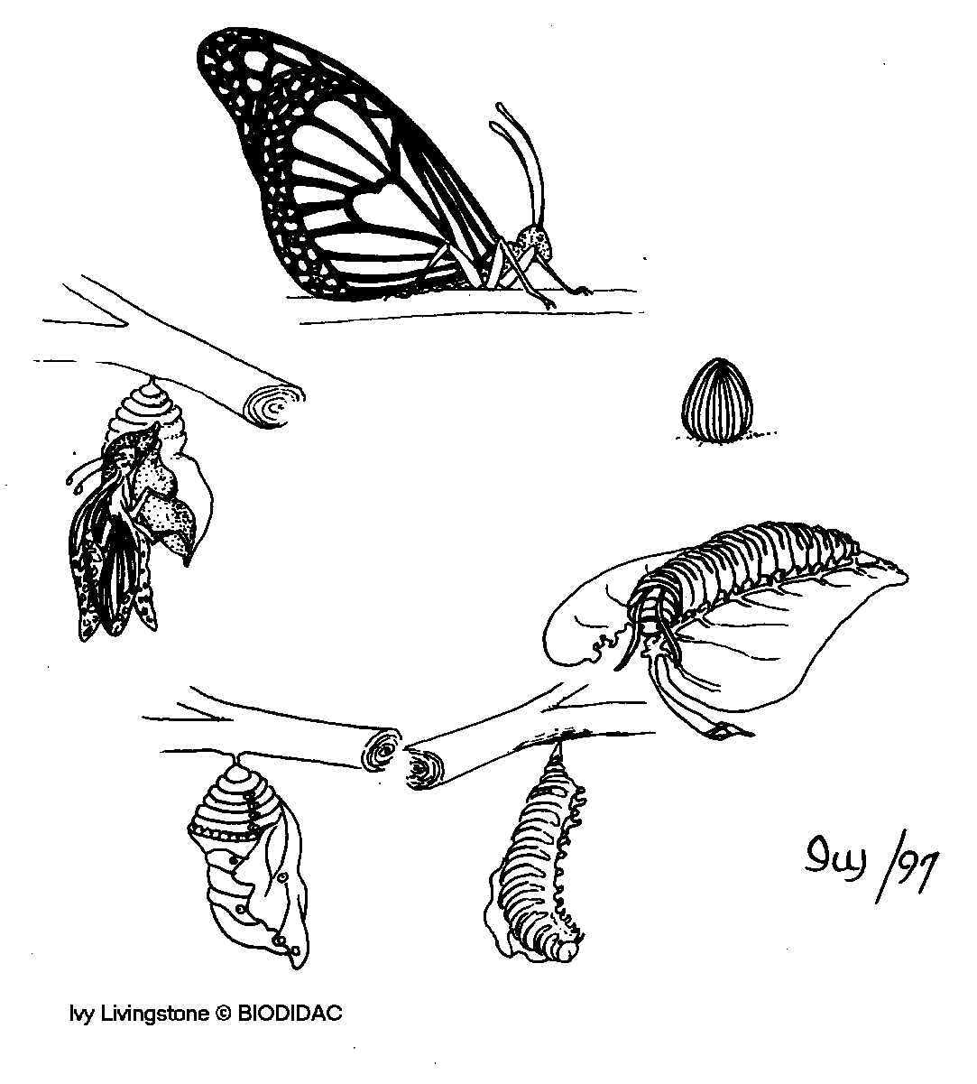 lepi003b.gif lepi003b.gif