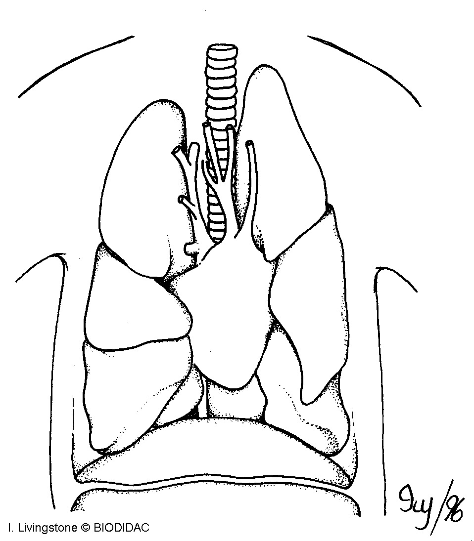 humn089b.gif humn089b.gif