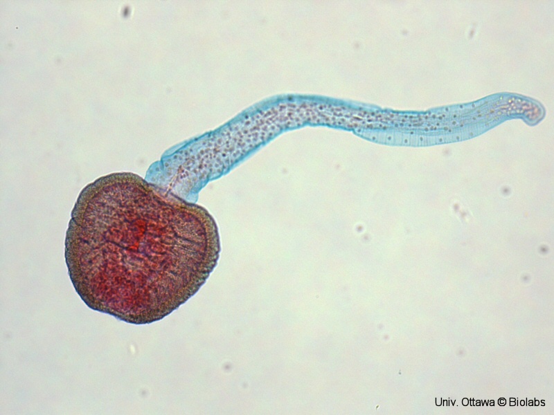 trem082p.jpg trem082p.jpg